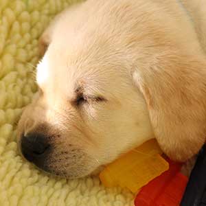 sleeping puppy